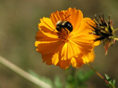 Bumble Bee On Cosmos Amy Woodward Flickr