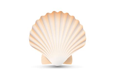 Scallop Seashell Vector Beauty Exotic Souvenir Scallops Shell Isolated