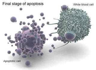 Lecture Notes | Cellular and Molecular Immunology | Health Sciences and Technology | MIT ...