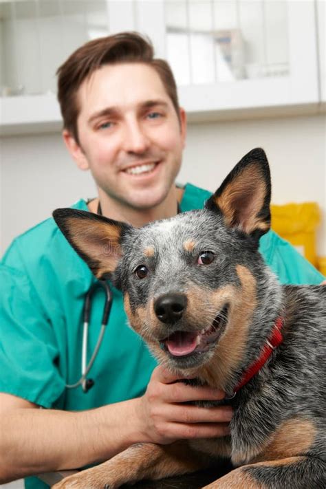 Male Vet Examining Pet Dog In Surgery Stock Image Image Of Healthcare