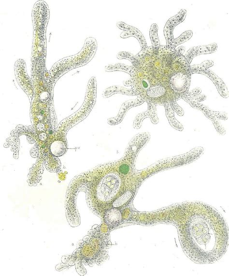 The Textbook Classic Protozoan Amoeba Proteus From Leidy 1879 Download Scientific Diagram