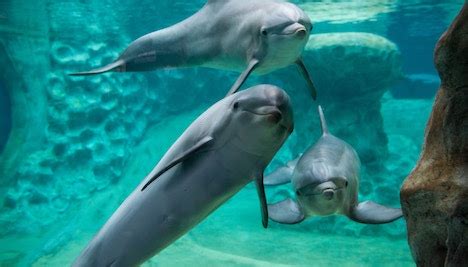 Animal Guide | Know All About The Animals at Georgia Aquarium