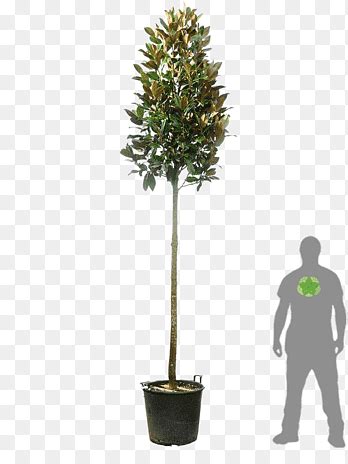 Photinia Png Images Pngegg