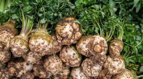 How to Plant, Grow, and Care for Celeriac