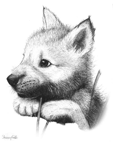 How To Draw A Wolf Pup Karl Roman