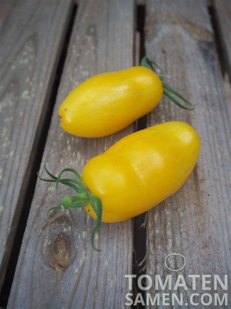 Tomatensamen Tomate Banana Legs 10 Samen Saatgut Kaufen