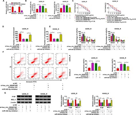Hsa Circ 0004674 Regulated OS DXR Resistance By Sponging MiR 342 3p A