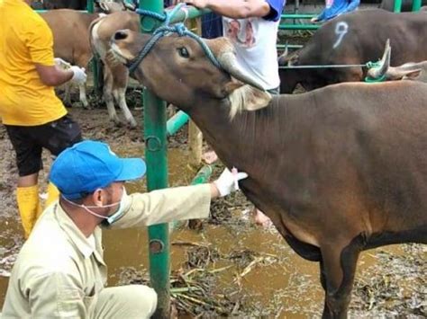 Perketat Pengawasan Hewan Qurban Mandarnesia