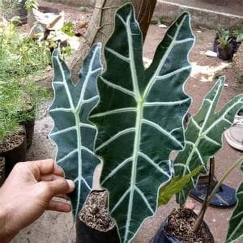 Jual Tanaman Hias Keladi Amazon Alocasia Amazon Shopee Indonesia