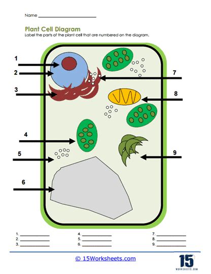 Plant Cells Worksheets Worksheets Library