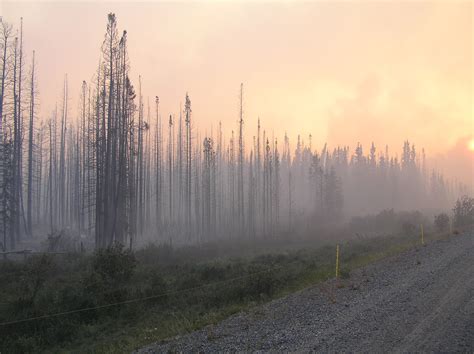 The Boreal Forest - A Life Source - Yukon Wildlife Preserve