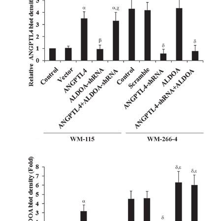 Angiopoietin Like Angptl And Aldolase A Aldoa Expression In