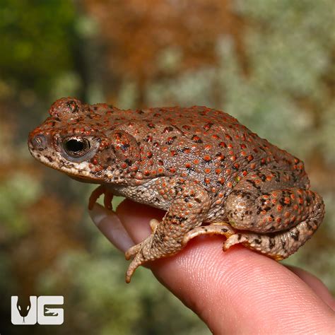 Red Spotted Toads Anaxyrus Punctatus For Sale Underground Reptiles