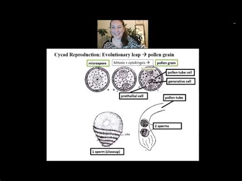 Cycadophyta (continued): Cycad Reproduction - YouTube