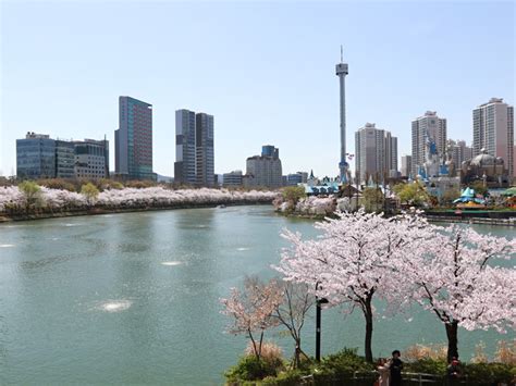 蚕室石村湖樱花盛开，惊现浪漫白天鹅！now！首尔韩国旅游网 韩巢