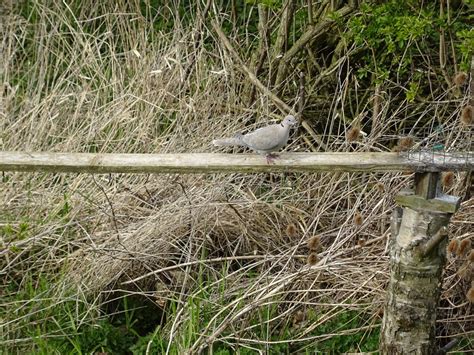 Collared dove – Montrose Basin Species Database