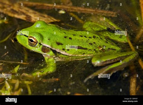 Green And Gold Frog Litoria Raniformis In Wetland Lagoon Stock