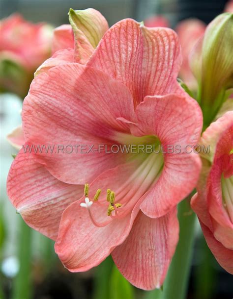 HIPPEASTRUM AMARYLLIS UNIQUE LARGE FLOWERING ROSALIE 34 36 CM 6 P