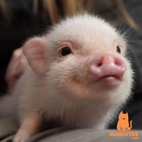 Cerdos🐷 Características Razas Y Cuidados Mascotas Y Más Cute Baby