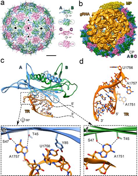 Structures Of Bacteriophage Ms The Tr Ps Complex With A Cp A