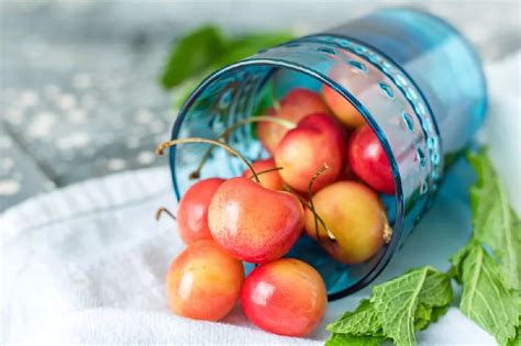 Rainier Cherry Tree For Sale Buying And Growing Guide