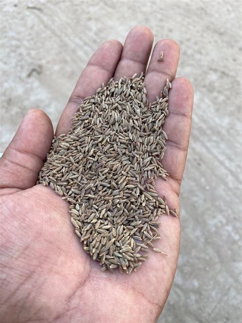 Catch Brown Cumin Seeds 250 Gm At Rs 440 Kilogram In Unjha ID