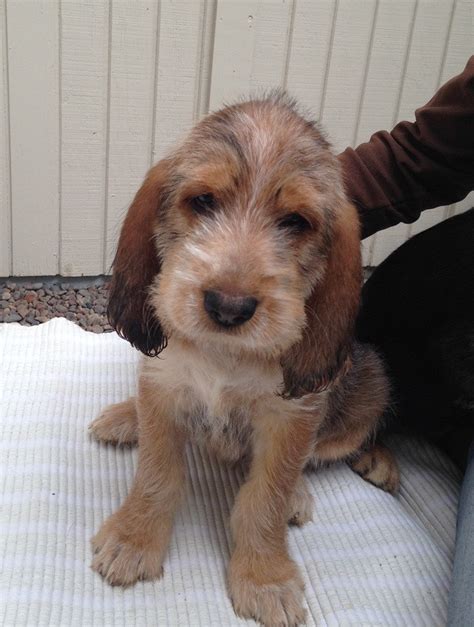 Otterhound Puppies For Sale | Bellevue, WA #281413