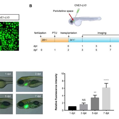 Xenograft Of Human Nasopharyngeal Carcinoma Cne1 Cells In Zebrafish