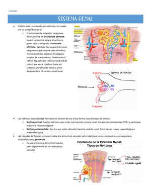 Fisiolog A Apunt Enfer Enfermer A Uss Fernanda Mu Oz V