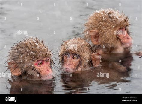 Snow Monkeys Bathing In A Hot Spring Stock Photo Alamy
