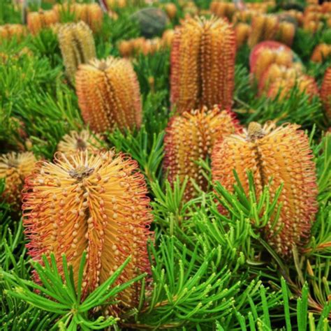 Banksia Spinulosa Birthday Candles 140mm Cape View Nursery