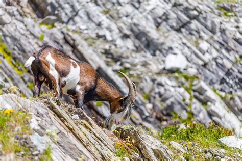 Raising Alpine Goats: An Information Guide for Successful Farming