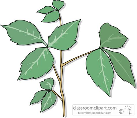 Plants Clipart- poison_ivy_plant - Classroom Clipart