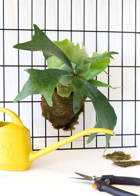 These Houseplants Make The Perfect Hostess Gift Indoor Plants Indoor