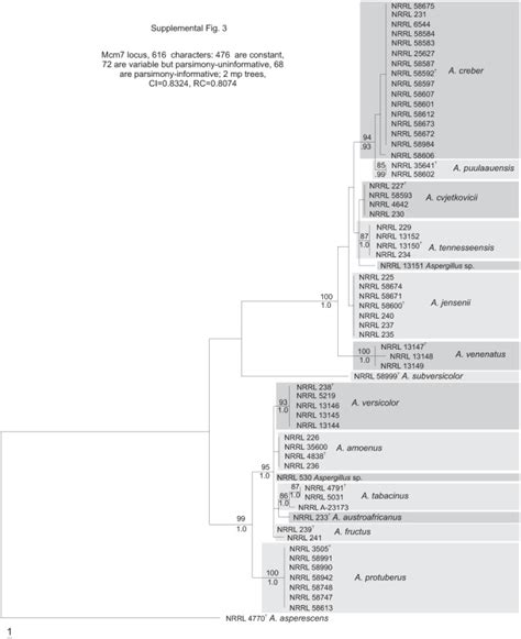 Phylogenetic Tree Based On Mcm Locus Sequences Bayesian Posterior