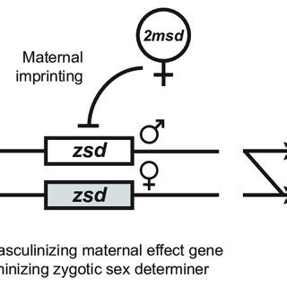 The Maternal Effect Genomic Imprinting Sex Determination Megisd