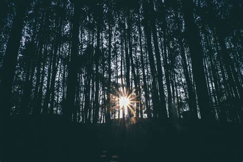 Free Images Tree Branch Light Sky Night Sunlight Sparkler