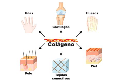 El colágeno es una proteína cuya función es mantener unidas las