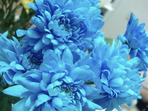 Summer Flower: Blue Flowers