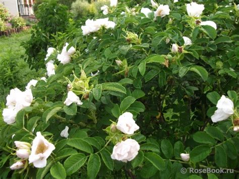 Rosa Rugosa F Alba Rehder Rosa Rugosa Alba Rsm