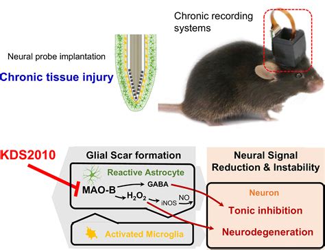 Glia | Neurobiology Journal | Wiley Online Library