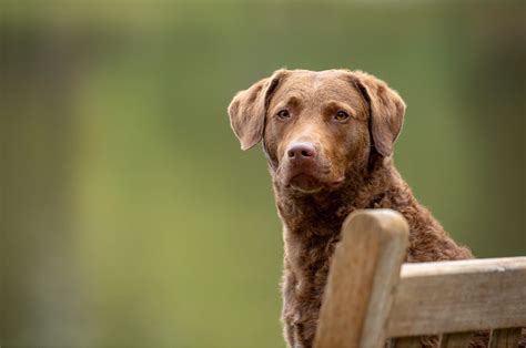 Chesapeake Bay Retriever Colors 3 Gorgeous Shades