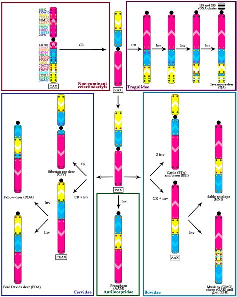 Genes Free Full Text X Chromosome Evolution In Cetartiodactyla