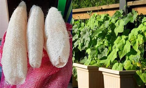 Cómo cultivar Esponja Vegetal Luffa en maceta y sus cuidados Abuela