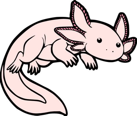 Axolotl Drawing Easy Draw Png Download Transparent Draw Png Images Images