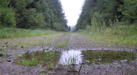 Filepuddle At Altmore Forest Uk 239019