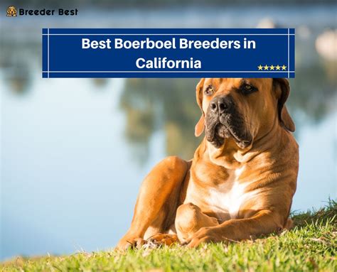 6 Best Boerboel Breeders in California! (2024) - Breeder Best