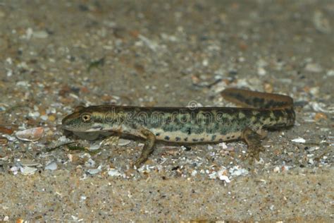 Closeup On The Critically Endangered Euproctus Platycephalus Sardinian