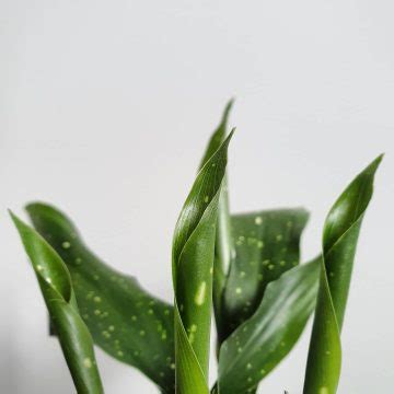 Aspidistra Elatior Care And Growing Guide Plantcarefully