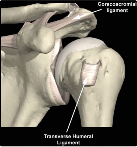 Transverse Humeral Ligament Flashcards | Quizlet